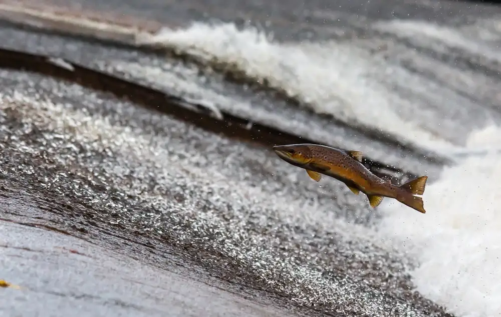 Baking Frozen Salmon